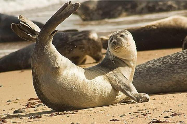 Fabulous 2 Bedroom Dog Friendly Chalet 5 Min Walk To Beach, Nr Gt Yarmouth & Norfolk Broads Scratby Ngoại thất bức ảnh